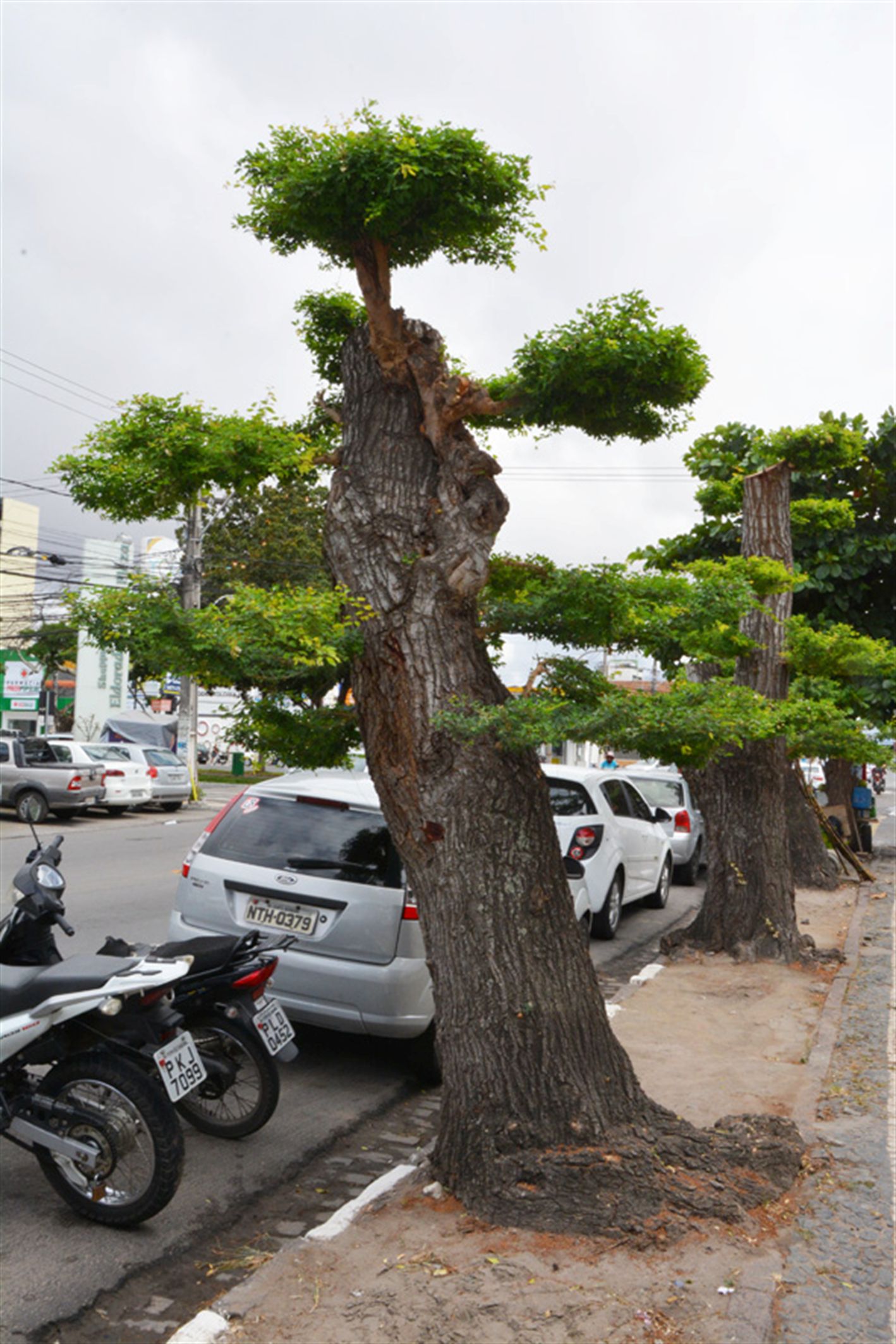 Semmam normatiza manejo de árvores em Feira de Santana